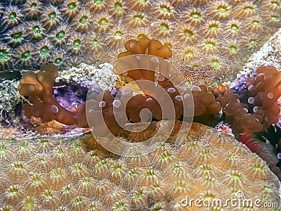 Branching Anemone on star corall Stock Photo