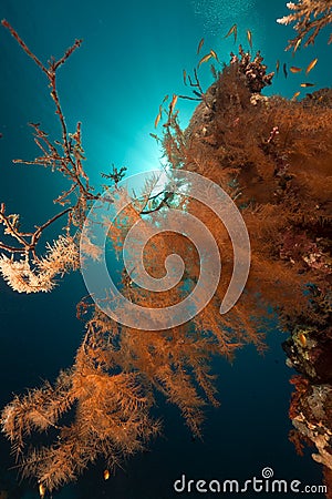 Branching black coral in the Red Sea. Stock Photo