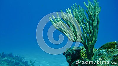 Branching Coral in the ocean Stock Photo