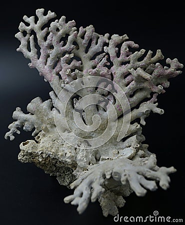 Branching Coral Skeleton Stock Photo