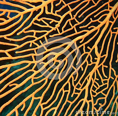 Branching orange coral Stock Photo