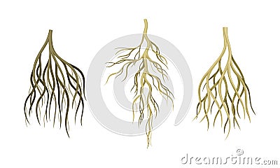 Branching Root as Tree Part Below the Surface of Soil Vector Set Vector Illustration