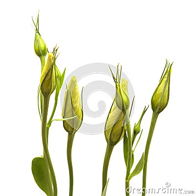 A branching stem of dark purple lisianthus isolated on white Stock Photo