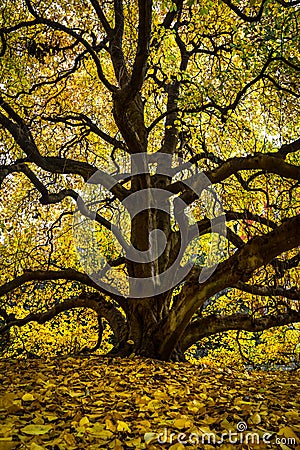 Branching tree at Missouri Botanical Garden Stock Photo