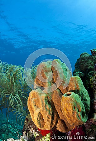 Branching tube sponge Stock Photo