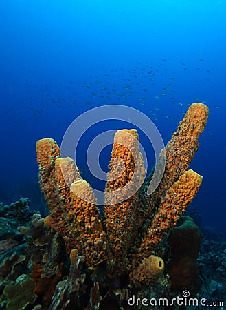 Branching tube sponge Stock Photo