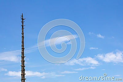 Branchless tree against a blue sky Stock Photo