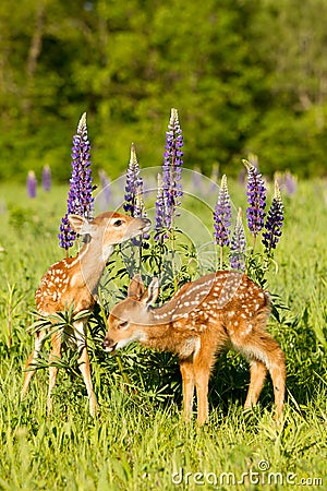 Brand new baby fawns in vertical photograph Stock Photo