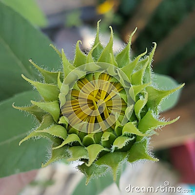 Brand New Baby Sunflower Bloom Stock Photo