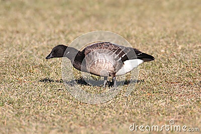 Brant (Branta bernicla) on a grassy field Stock Photo