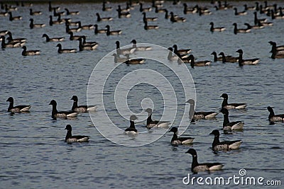 Brant geese Stock Photo