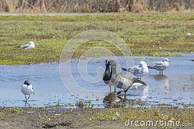 Brant Geese and Gulls in Tidal Estuaries Stock Photo