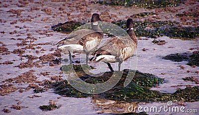 Brant Geese pair wading in tide pool Stock Photo