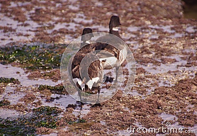 Brant Geese pair wading in tide pool Stock Photo