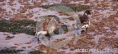 Brant Geese pair wading in tide pool Stock Photo