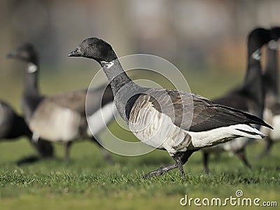 Brant goose Stock Photo