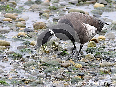 Brant Goose Feeding on the Beach Stock Photo