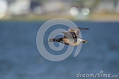 Brant goose in flight Stock Photo