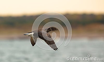 Brant Goose in flight Stock Photo