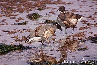 Brant Goose pair wading Stock Photo