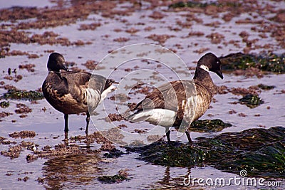 Brant Goose pair wading Stock Photo