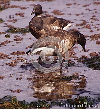 Brant Goose pair wading Stock Photo