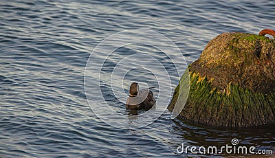 Brant Goose at a stone cone Stock Photo