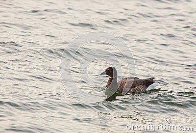 Brant Goose swimming in the sea Stock Photo