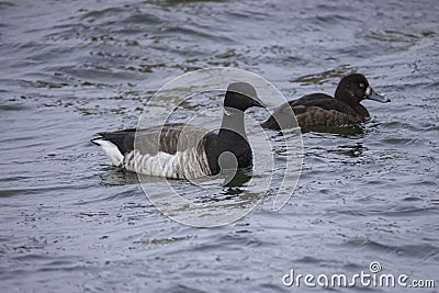 Brant Goose on Water and Female Lesser Scaup Stock Photo
