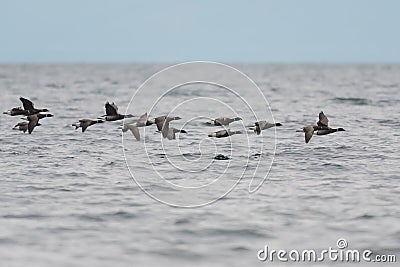 Brant looking for food at seaside Stock Photo