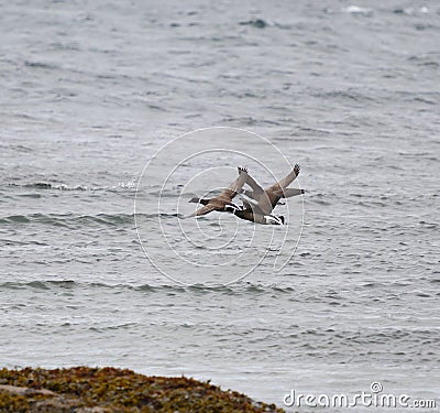 Brant looking for food at seaside Stock Photo