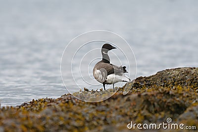 Brant looking for food at seaside Stock Photo