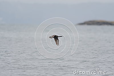 Brant looking for food at seaside Stock Photo