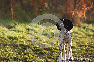 Braque d'Auvergne Stock Photo