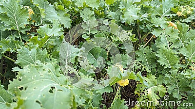 A farmers crop of green leafs eaten by insects for food Stock Photo