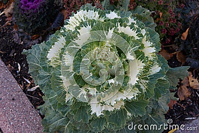 Brassica okeracea L Stock Photo