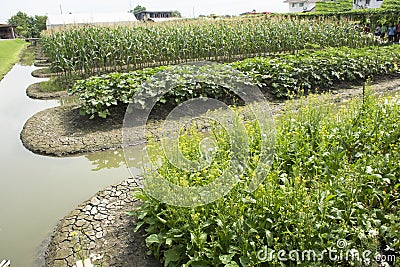 Brassica rapa chinensis or Bok choy or pak choi plant in garden Stock Photo