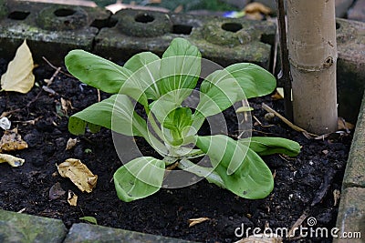 Brassica rapa subsp Stock Photo