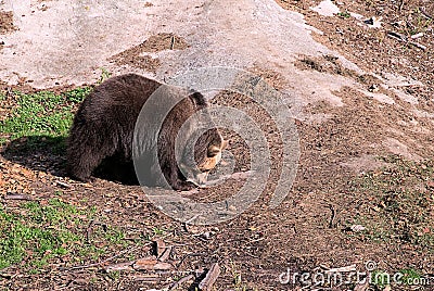 Braun bear walking on plain Stock Photo