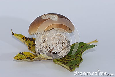Braun porcini isolated on green and yellow leaf with black points Stock Photo