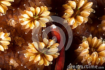 Braun`s pughead pipefish in his coral Stock Photo