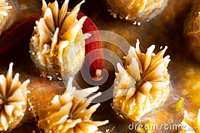 Braun& x27;s pughead pipefish in his coral Stock Photo