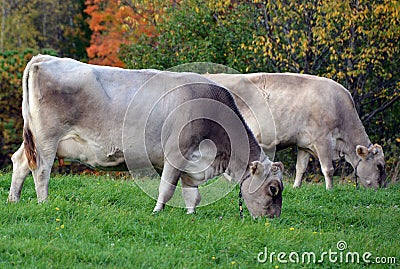 Braunvieh German, `brown cattle` Stock Photo