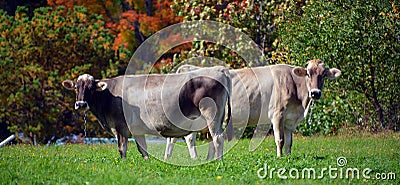 Braunvieh German, `brown cattle` Stock Photo