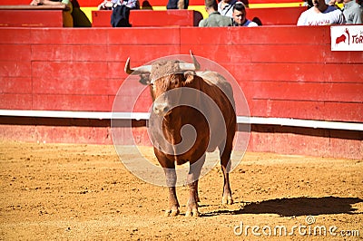 Brave bull in the bullring with big horns Editorial Stock Photo