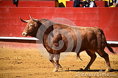 Brave bull in the bullring with big horns Stock Photo