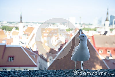 Brave and Curious Albatros Posing in Front of Old Town of Tallinn Stock Photo