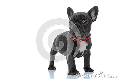 Brave French bulldog puppy looking forward Stock Photo