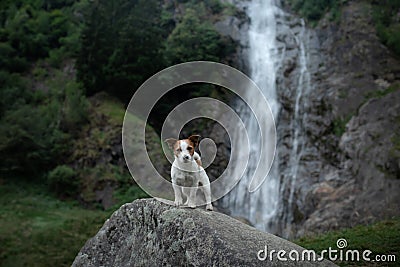 Brave Jack Russell terrier standing on a stone at the waterfall. Little dog near the water in nature. Stock Photo