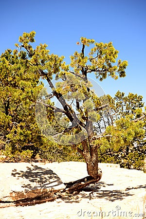 Brave Pinon Pine Tree Grand Canyon Arizona Stock Photo